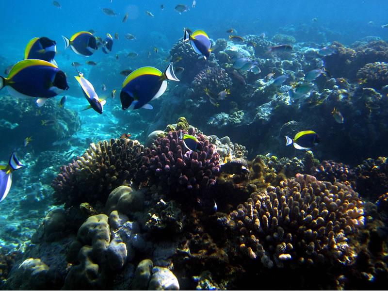 kenya-coastal-marine-parks-watamu-malindi-kisite-mpunguti-tour