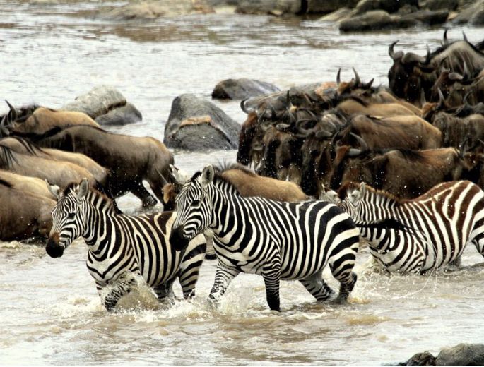 Zebra crossing the savannah