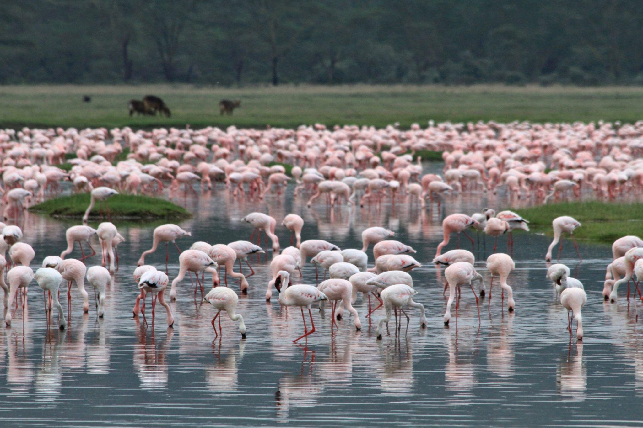 Flamingos at Lake Nakuru